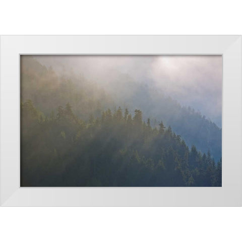 WA, Maple Grove Coastal forest in morning fog White Modern Wood Framed Art Print by Delisle, Gilles