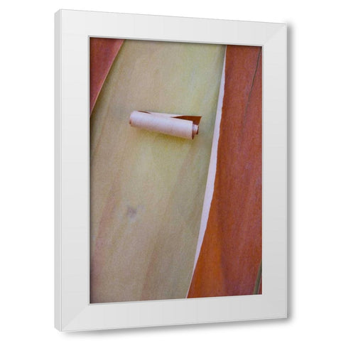 Washington, Port Townsend Madrone tree bark White Modern Wood Framed Art Print by Delisle, Gilles