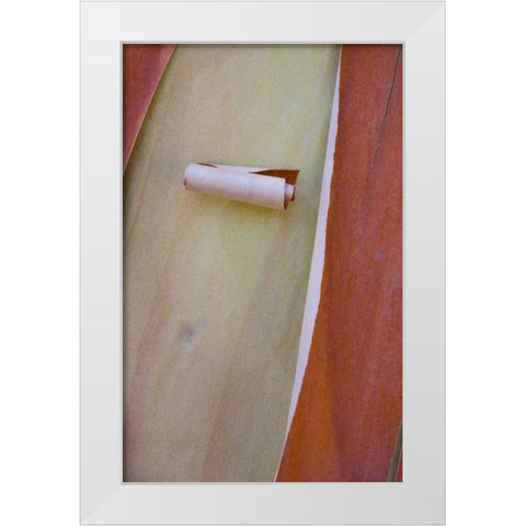 Washington, Port Townsend Madrone tree bark White Modern Wood Framed Art Print by Delisle, Gilles