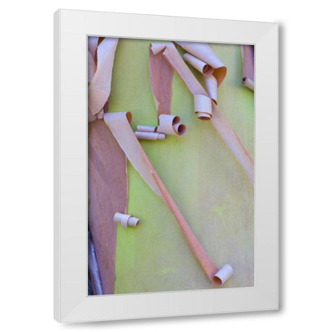 Washington, Port Townsend Madrone tree bark White Modern Wood Framed Art Print by Delisle, Gilles