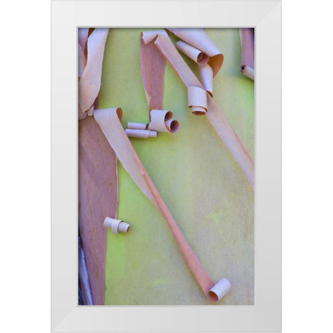 Washington, Port Townsend Madrone tree bark White Modern Wood Framed Art Print by Delisle, Gilles