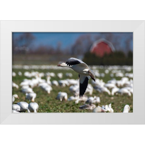 Washington State-Skagit Valley Lesser snow geese flock  White Modern Wood Framed Art Print by Jaynes Gallery