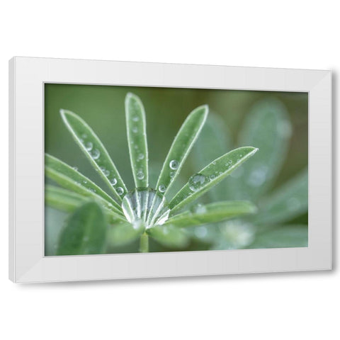 Washington State-Port Townsend Raindrops on lupine at Fort Worden State Park White Modern Wood Framed Art Print by Jaynes Gallery