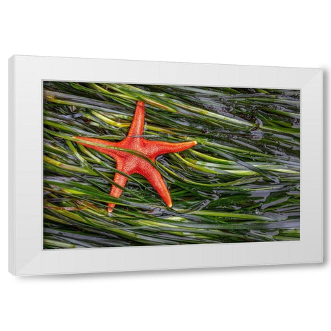 Washington State-Salt Creek Recreation Area Blood star and wet eelgrass White Modern Wood Framed Art Print by Jaynes Gallery