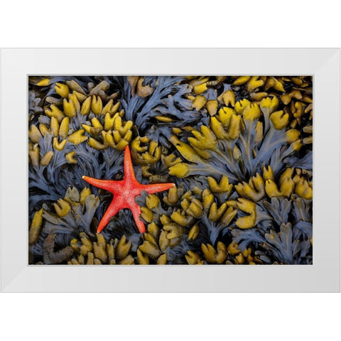 Washington State-Salt Creek Recreation Area Blood star and wet rockweed White Modern Wood Framed Art Print by Jaynes Gallery