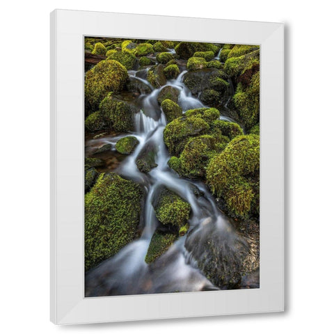 Washington State-Olympic National Park Cedar Creek scenic White Modern Wood Framed Art Print by Jaynes Gallery