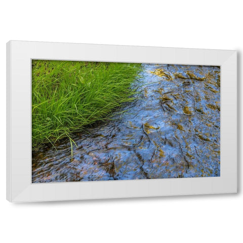 Washington State-Seabeck Grass alongside stream in Guillemot Cove Nature Preserve White Modern Wood Framed Art Print by Jaynes Gallery