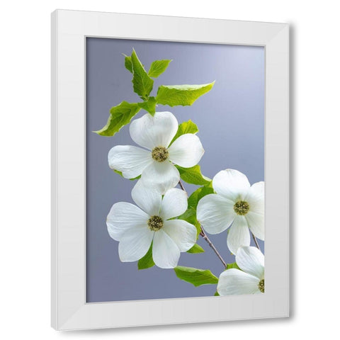Washington State-Seabeck Pacific dogwood flower close-up White Modern Wood Framed Art Print by Jaynes Gallery