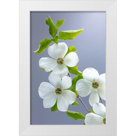 Washington State-Seabeck Pacific dogwood flower close-up White Modern Wood Framed Art Print by Jaynes Gallery