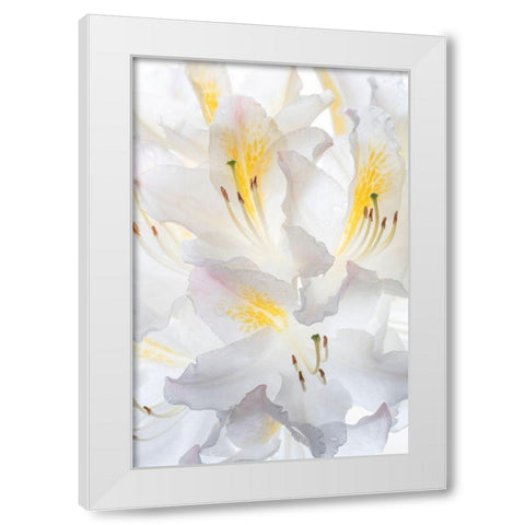 Washington State-Seabeck White Azalea #2 White Modern Wood Framed Art Print by Jaynes Gallery