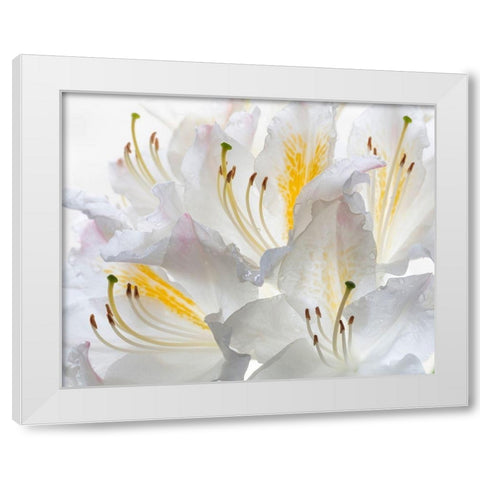 Washington State-Seabeck White Azalea #2 White Modern Wood Framed Art Print by Jaynes Gallery