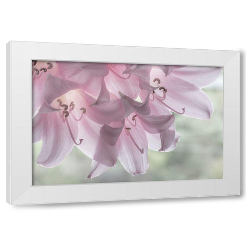 Washington-Seabeck Pale pink lilies close-up  White Modern Wood Framed Art Print by Jaynes Gallery