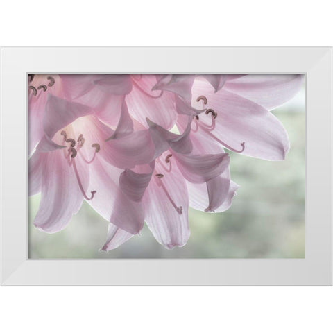 Washington-Seabeck Pale pink lilies close-up  White Modern Wood Framed Art Print by Jaynes Gallery