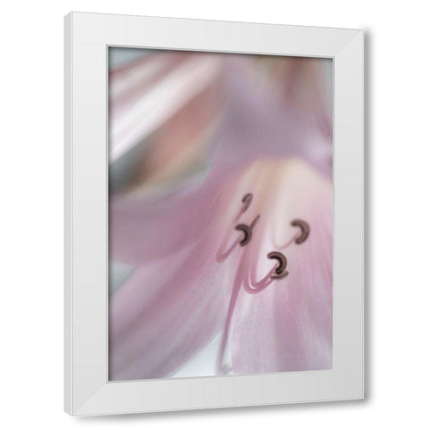 Washington-Seabeck Pale pink lily close-up  White Modern Wood Framed Art Print by Jaynes Gallery