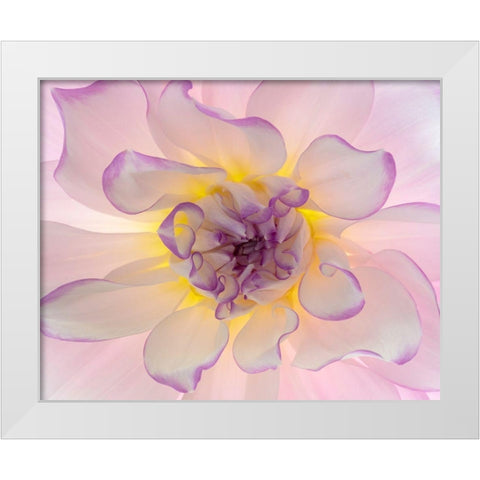 Washington-Seabeck Glowing dahlia flower close-up  White Modern Wood Framed Art Print by Jaynes Gallery