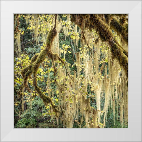 Methuselahs Beard in a Bigleaf Maple tree-Washington-Olympic National Park-Staircase Rapids White Modern Wood Framed Art Print by Jaynes Gallery