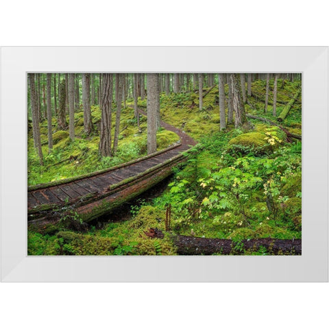 Washington State-Olympic National Forest Panoramic of Lower Dungeness Trail in forest  White Modern Wood Framed Art Print by Jaynes Gallery