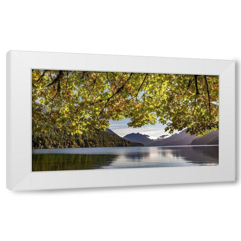 Washington State-Olympic National Park Bigleaf maple tree and lake  White Modern Wood Framed Art Print by Jaynes Gallery