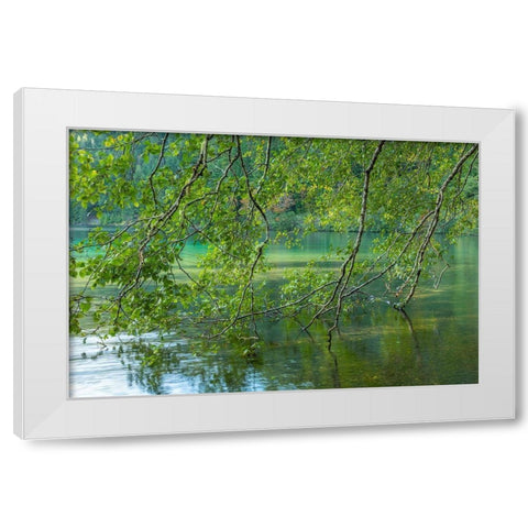 Washington State-Olympic National Park Alder trees overhang lake  White Modern Wood Framed Art Print by Jaynes Gallery