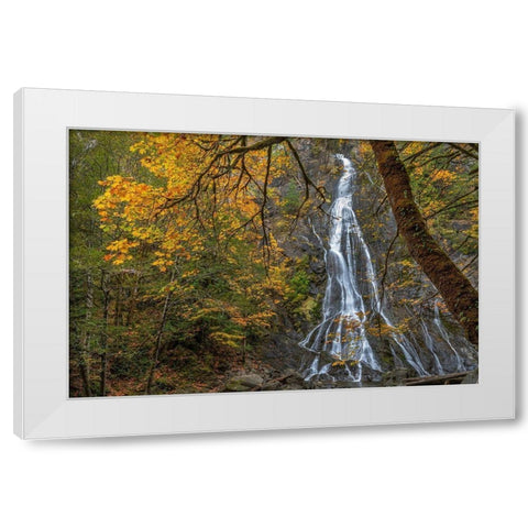 Washington State-Olympic National Forest Rocky Brook Falls and forest  White Modern Wood Framed Art Print by Jaynes Gallery