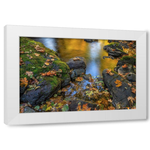 Washington State-Olympic National Forest Reflections of autumn in Rocky Creek  White Modern Wood Framed Art Print by Jaynes Gallery