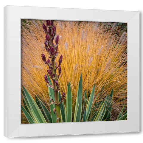 Yucca and Ornamental Grass in Fall-Washington-Lemolo  White Modern Wood Framed Art Print by Jaynes Gallery