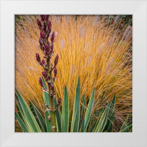 Yucca and Ornamental Grass in Fall-Washington-Lemolo  White Modern Wood Framed Art Print by Jaynes Gallery
