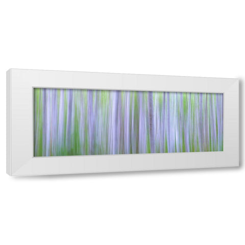 Washington State-Seabeck Panoramic abstract of alder grove  White Modern Wood Framed Art Print by Jaynes Gallery