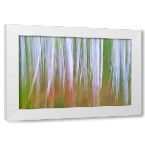 Washington State-Seabeck Young alder grove and bracken ferns in fall  White Modern Wood Framed Art Print by Jaynes Gallery