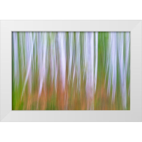 Washington State-Seabeck Young alder grove and bracken ferns in fall  White Modern Wood Framed Art Print by Jaynes Gallery