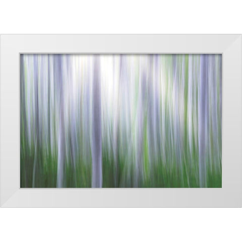 Washington State-Seabeck Panoramic abstract of alder grove  White Modern Wood Framed Art Print by Jaynes Gallery