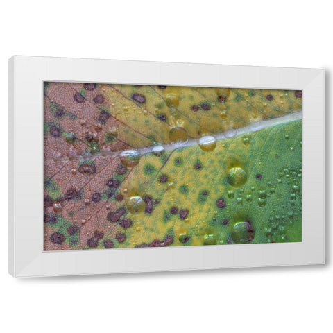 Washington State-Seabeck Rain drops on fallen salal leaf  White Modern Wood Framed Art Print by Jaynes Gallery