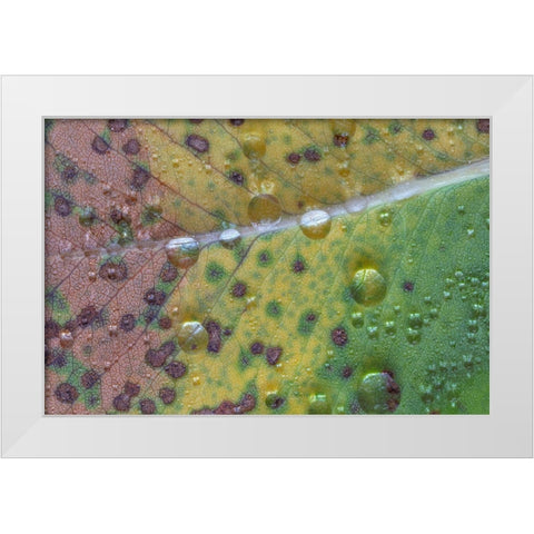 Washington State-Seabeck Rain drops on fallen salal leaf  White Modern Wood Framed Art Print by Jaynes Gallery