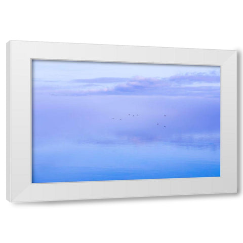 Washington State-Seabeck Ducks flying over Hood Canal  White Modern Wood Framed Art Print by Jaynes Gallery