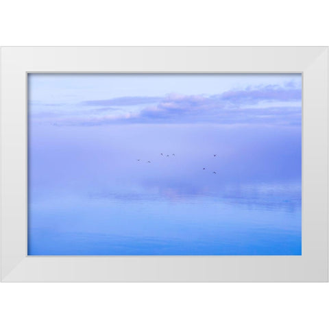 Washington State-Seabeck Ducks flying over Hood Canal  White Modern Wood Framed Art Print by Jaynes Gallery