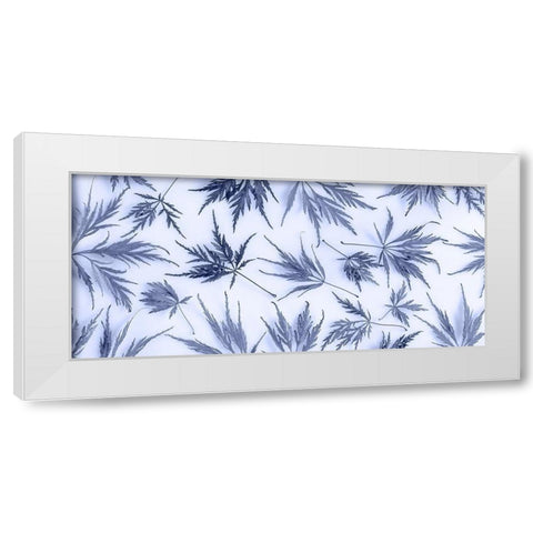 Washington State-Seabeck Panoramic of lace leaf maple leaves  White Modern Wood Framed Art Print by Jaynes Gallery
