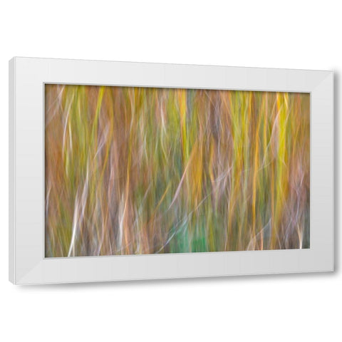 Washington State-Seabeck Abstract of ornamental grasses  White Modern Wood Framed Art Print by Jaynes Gallery