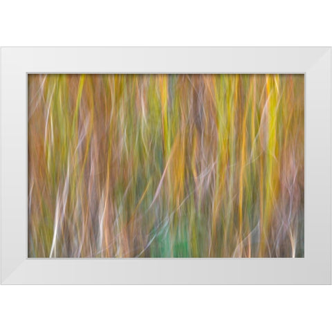 Washington State-Seabeck Abstract of ornamental grasses  White Modern Wood Framed Art Print by Jaynes Gallery