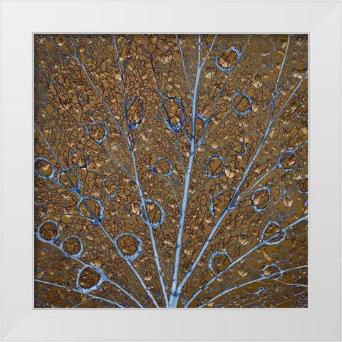 An abstraction of water drops on a skeletonized cottonwood leaf  White Modern Wood Framed Art Print by Jaynes Gallery