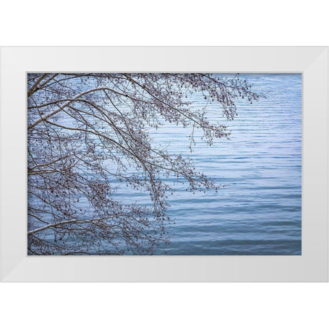 Washington State-Seabeck Alder branches in winter and Hood Canal  White Modern Wood Framed Art Print by Jaynes Gallery