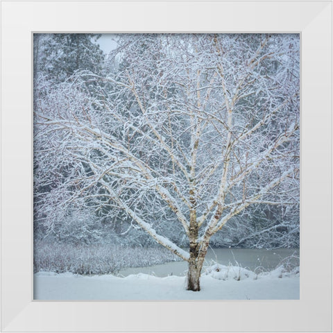 Washington State-Seabeck Snow-covered birch tree  White Modern Wood Framed Art Print by Jaynes Gallery