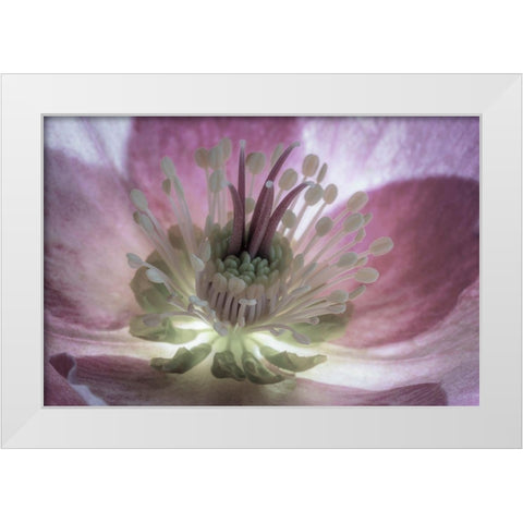 Washington State-Seabeck Hellebore blossom close-up  White Modern Wood Framed Art Print by Jaynes Gallery