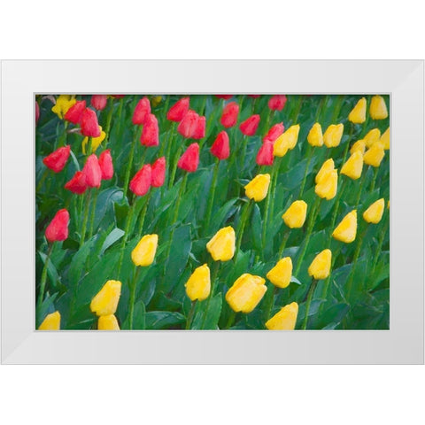 Washington State-Skagit Valley Abstract of tulips and daffodils White Modern Wood Framed Art Print by Jaynes Gallery