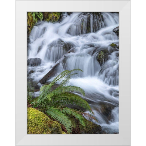 Washington State-Olympic National Forest Sword fern and cascading stream White Modern Wood Framed Art Print by Jaynes Gallery