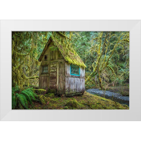 Washington State-Olympic National Park Tolkien-like abandoned cabin White Modern Wood Framed Art Print by Jaynes Gallery