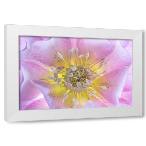 Washington State-Seabeck Hellebore blossom close-up White Modern Wood Framed Art Print by Jaynes Gallery