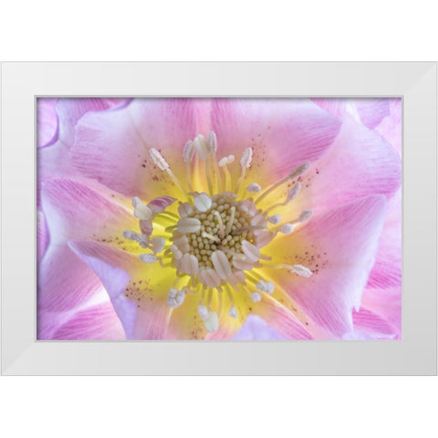 Washington State-Seabeck Hellebore blossom close-up White Modern Wood Framed Art Print by Jaynes Gallery