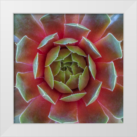 Washington State-Seabeck Close-up of sempervivum ruby heart plant White Modern Wood Framed Art Print by Jaynes Gallery