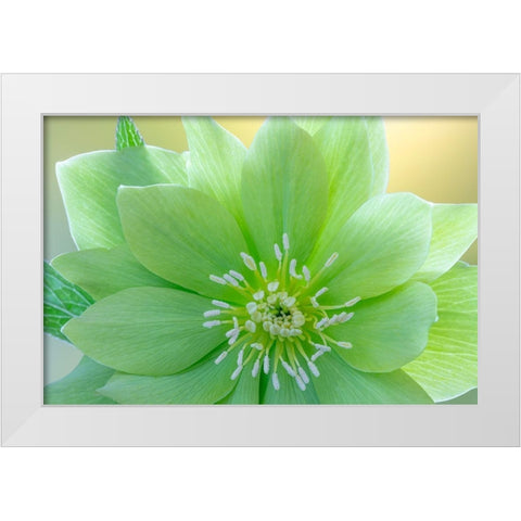 Washington State-Seabeck Helleborus jade tiger flower close-up White Modern Wood Framed Art Print by Jaynes Gallery