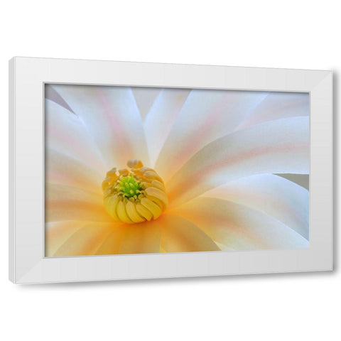 Washington State-Seabeck Close-up of tulip magnolia blossom White Modern Wood Framed Art Print by Jaynes Gallery
